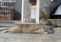 Se-Indonesia Nyesel Baru Tahu, Tikus di Rumah Bisa Mati Klepek-klepek Cuma Pakai Bawang Merah, Begini Caranya