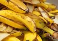 Daripada Dibuang Sembarangan Malah Bikin Apes, Cobalah Manfaat Kulit Pisang Ini untuk Ciptakan 'Keajaiban' di Kebun Anda