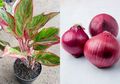 Jangan Sampai Nyesel Baru Tahu, Bawang Merah untuk Tanaman Hias Aglonema Manjur Merangsang Pertumbuhan, Cari Tahu Cara Pakainya!