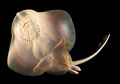 Spesies Ikan Berjalan yang Singkap Misteri Evolusi Vertebrata Darat