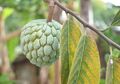 Ibu Hamil di Indonesia Sama Sekali Tidak Tahu, Ternyata Konsumsi Buah Srikaya Bisa Cegah Berbagai Masalah Ini Selama Kehamilan, Nyesal Baru Tahu!