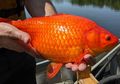 Ikan Mas yang Dibuang ke Danau Tumbuh Raksasa dan Jadi Malapetaka