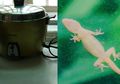 Jangan Sampai Keburu Jadi 'Rempeyek' di Rice Cooker Seperti Foto Viral Ini, Segera Usir Cicak dari Rumah dengan Bahan di Meja Makan Anda