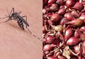 Tak Butuh Waktu Lama, Gigitan Nyamuk Bisa Hilang dan Kulit Kembali Mulus Hanya dengan Bawang Merah, Begini Caranya