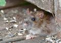 Dijamin Balik Lagi Aja Gak Mau, Rupanya Begini Cara Mengatasi Tikus di Rumah Bermodalkan Mentimun, Dalam Sekejap Langsung Klepek-klepek Loh!