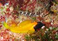 Ikan Triplefin, Matanya Memancarkan Cahaya untuk Menguntit Mangsa