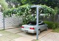 Ada Risiko Jadikan Tanaman untuk Peneduh Carport, Jangan Salah Pilih!