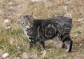 3 Alasan Kucing Hobi Banget Berjemur, Salah Satunya buat 'Me Time'!