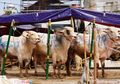 3 Rekomendasi Aplikasi Panduan dan Tata Cara Qurban di HP Android