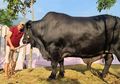 Fantastis! Harganya Setara Satu Unit Mobil, Ini Dia Si Grandong, Sapi Hitam Raksasa yang Akan Dikurbankan oleh Presenter Kondang, Irfan Hakim: Lucu Banget!