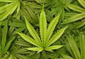 Peneliti Mengungkap Sejarah Domestikasi Ganja Melalui Sekuens Genom
