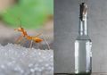 Anti Gagal, Semut di Rumah Bisa Mati Berjatuhan dan Kapok Datang ke Rumah Hanya dengan Cuka Putih, Begini Triknya