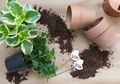 Menjaga Kesuburan Tanaman dalam Pot dengan Repotting, Mudah Kok Dilakukan Sendiri!