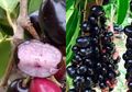 Penderita Jantung dan Diabetes Harus Tahu! Kerap Dianggap Remeh, Buah Jamblang Alias Juwet Ampuh Jadi Obat Alami 7 Penyakit Ini