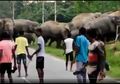 Seorang Pria Tewas Diinjak Gajah yang Jadi Korban Ejekan Warga