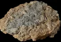 Makhluk Laut Mirip Alien Ditemukan di 'Pompeii Jurassic' di Inggris