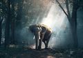 Dilindungi oleh Pejabat, Wanita Ini Ternyata Sebelumnya Mimpi Bermain dengan Gajah, Sebuah Pertanda?