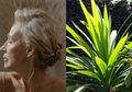 Uban di Kepala Bisa Hilang Tak Bersisa Sampai ke Akarnya, Cukup Modal Daun Pandan Saja Rambut Bisa Kembali Hitam Berkilau
