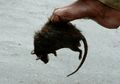 Enak-enak Tidur, Wanita ini Kaget Saat Mimpi Digigit Tikus Putih, Esoknya Malah Dapat Keberuntungan Tak Terduga, Inilah Arti Mimpi Digigit Tikus