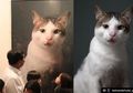 Cuma Bobby The Cat yang Berani Lakukan, Tingkah Kucing Kesayangan Prabowo Subianto Bikin Pemiliknya Kebingungan, Ini yang Dilakukan