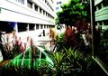 Mengenal Taman Atap Intensif dengan Ekstensif, Mana yang Lebih Mudah Pembuatannya?