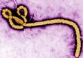 Afrika Barat Dilanda Kemalangan Bertubi-tubi, Covid-19 Belum Tuntas, Wabah Baru Virus Marburg dan Ebola Muncul Menambah Derita