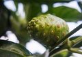 Perhatian Bila Sayang dengan Nyawa Orang dengan Kondisi Ini Jangan Minum Jus Mengkudu, Akibatnya Fatal!