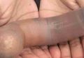 Uniknya Cacing Penis, Mengapa Mereka Menarik dan Penting Bagi Laut?