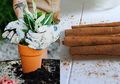 Benar-benar Ajaib Hingga Buat Syok! Iseng Menaburkan Bubuk Kayu Manis ke Tanaman Hias di Sore Hari, Sang Pemilik Dibuat Terkejut Lihat Perubahan yang Terjadi Pada Tanaman Hiasnya