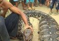 Ngeri Ular Piton Sepanjang 4,5 Meter Ini Lemas Dengan Perut Menggembung, Tak Disangka Habis Menelan Hewan yang Ukurannya Lebih Besar Dari Manusia Ini