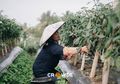 Crowde Bersama UNCDF Bentuk Inkubasi untuk Bantu Petani Perempuan