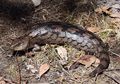 Jika Anda Mendengar Suara Mencicit dari Sungai, Mungkin Makhluk Misterius yang Mampu Melompat hingga 1 Meter dan Membumbung Tinggi Ini Sedang Mengintai