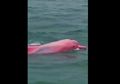 Viral Video Penampakan Lumba-Lumba Pink, Ini Penjelasan LIPI