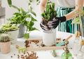 Tips Berkebun Buat Pemula agar Tidak Jadi Plant Killer