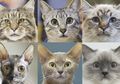 Survei 4.300 Kucing Mengungkap Tujuh Kepribadian dan Perilaku Kucing