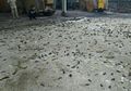 Pantas Saja Ribuan Burung Pipit di Bali Berjatuhan dan Mati, Ini Rupanya yang Diduga Jadi Penyebabnya, Perilaku Warga pun Harus Diubah