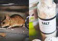 Orang-orang Pasti Nyesel karena Baru Tahu Kalau Cuma Modal Garam Saja Tikus di Dalam Rumah Bisa Lari Terbirit-birit ke Luar dan Tak Mau Balik Lagi, Seperti Ini Cara Kerjanya