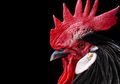Selidik National Geographic: Kenapa Ayam Jantan Berkokok Setiap Pagi?