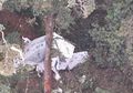 Jatuh di Wilayah Markas KKB Papua Pimpinan Zakius, Penampakan Puing Pesawat Rimbun Air Bikin Syok, 3 Kru Ditemukan Meninggal Dunia