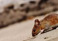 BERITA POPULER: Tikus di Rumah Bisa Langsung Kabur Hanya Bermodalkan Kayu Manis hingga Masak Tempe dengan Cara Ini Bisa Bikin Seisi Rumah Jadi Sakit-sakitan