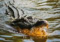 Potongan Tubuh Manusia Ditemukan dalam Perut Aligator Amerika Raksasa