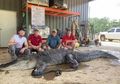 Setelah Dipotong, Benda Misterius Milik Suku Asli Amerika Berusia 8.000 Tahun Ini Ditemukan di Dalam Perut Buaya Sepanjang 4 Meter, Kok Bisa?