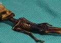Misteri Mumi Alien Berukuran Mini dari Chili Akhirnya Terpecahkan