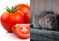 Tak Banyak yang Tahu, Ternyata Ada Cara Gampang Usir Tikus Hanya Modal Tomat, Begini Caranya