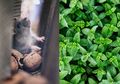 Mau Basmi Tikus Tanpa Gunakan Racun Berbahaya? Nyesel Baru Tau, Tinggal Manfaatkan Tanaman Herbal Ini!