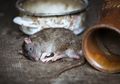 Semudah Membalikkan Telapak Tangan, Rupanya Begini Cara Mengatasi Tikus di Rumah Cuma Pakai Terasi, Dijamin Langsung Kelimpungan dan Ogah Balik Lagi!