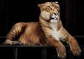 Fenomena Liger, Hasil Perkawinan Silang Antara Singa Dengan Harimau