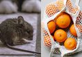 Bye-bye Cara Lama, Ini Cara Mudah Tikus di Dalam Rumah Bisa Langsung Mati Terbujur Kaku dalam Hitungan Detik, Modalnya Cuma Pakai Jeruk Saja