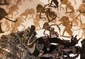 Yogya Bangkit, Fotografi Wayang dan Kreativitas Batik Jadi Pemantik