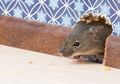 Ternyata Tikus Dapat Diusir dengan Mudah Hanya dengan Memiliki Tanaman Ini di Rumah!